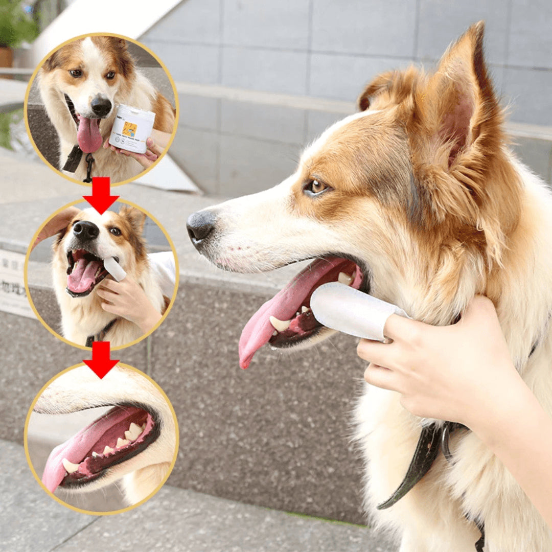 🐶🦷Toallitas que limpia los dientes de tu perro o gato ¡sin peleas ni estrés!