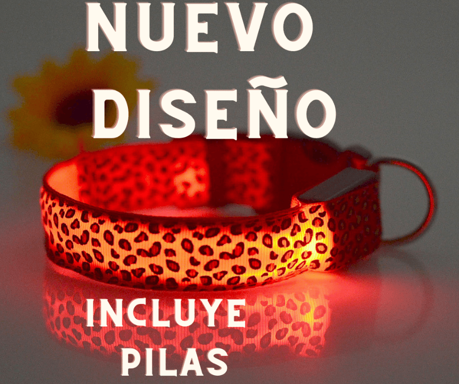 Led Collar🐕