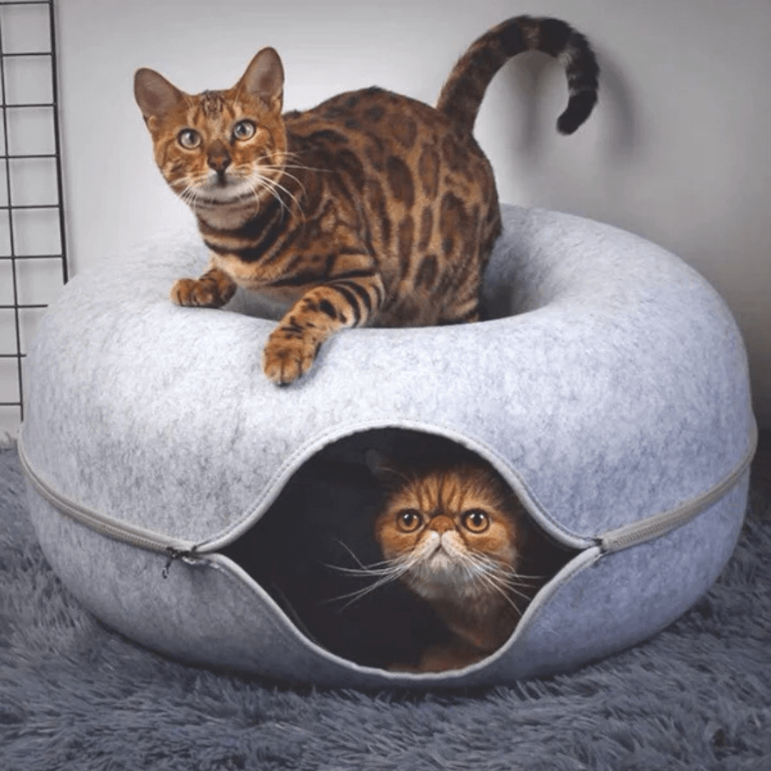 Innovadora CAMA TUNEL para gatos: resistente, cómoda y multifuncional